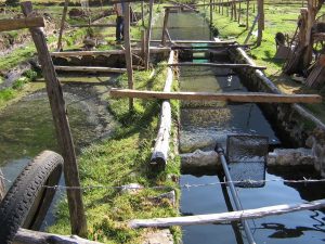 Estudio sobre tecnologías acuícolas innovadoras en Loreto