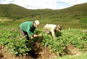 Concurso de Investigación IV CENAGRO