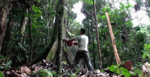 Gobernanza forestal y sostenibilidad en la Amazonía: avances y desafíos de políticas en el Perú