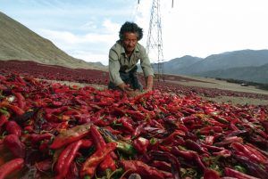 CIES instaló sus cinco Consejos Consultivos Regionales