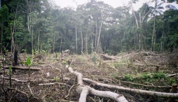 ¿Más verde dentro que fuera? Efectos de las áreas naturales protegidas sobre la deforestación y el bienestar en la Amazonía