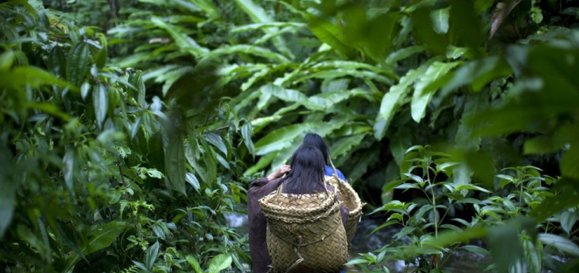 Suspender la erradicación de hoja de coca en el VRAEM da oportunidad para atender demandas de comunidades asháninkas, afirma investigador de gobernanza indígena